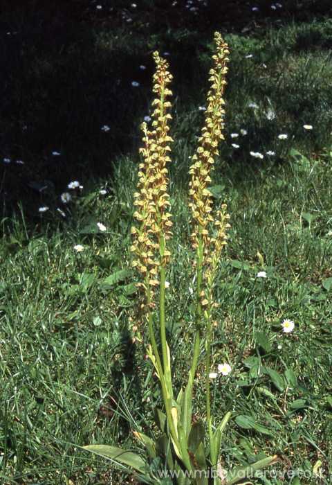 Aceras antropophorum