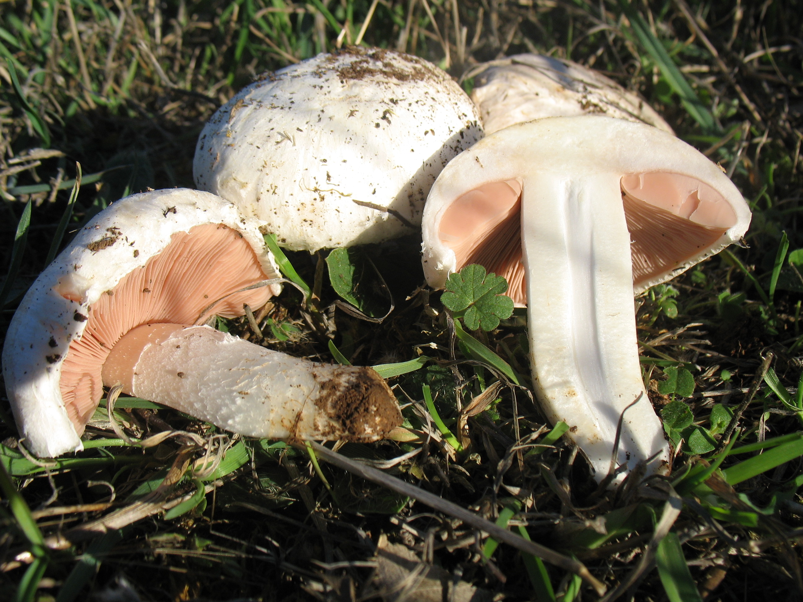 Agaricus campestris (L.) Fr.