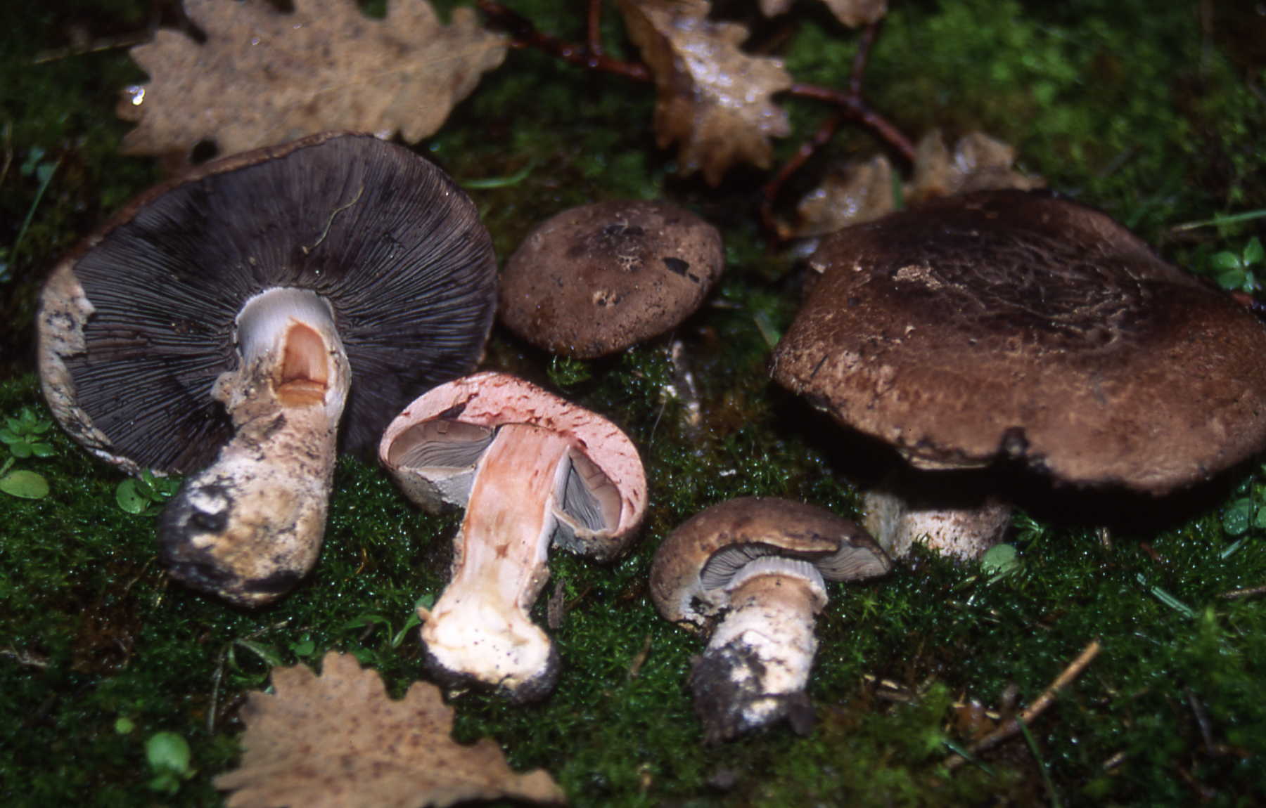 Agaricus haemorrhoidarius Schulzer