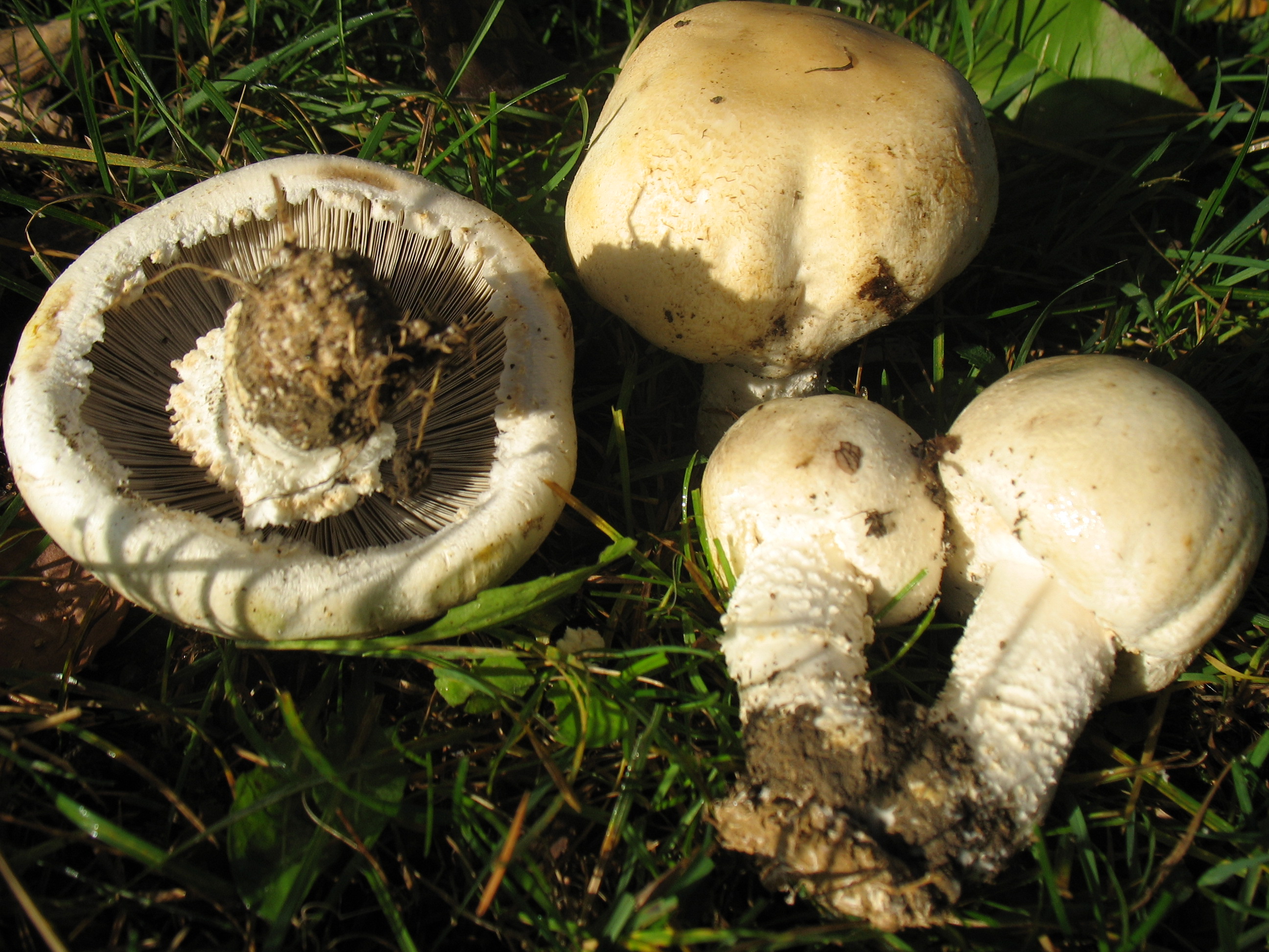 Agaricus macrosporus (Moell. e Schaeff.) Pilat = A. urinascens (F.H. Moeller) Schaeff.