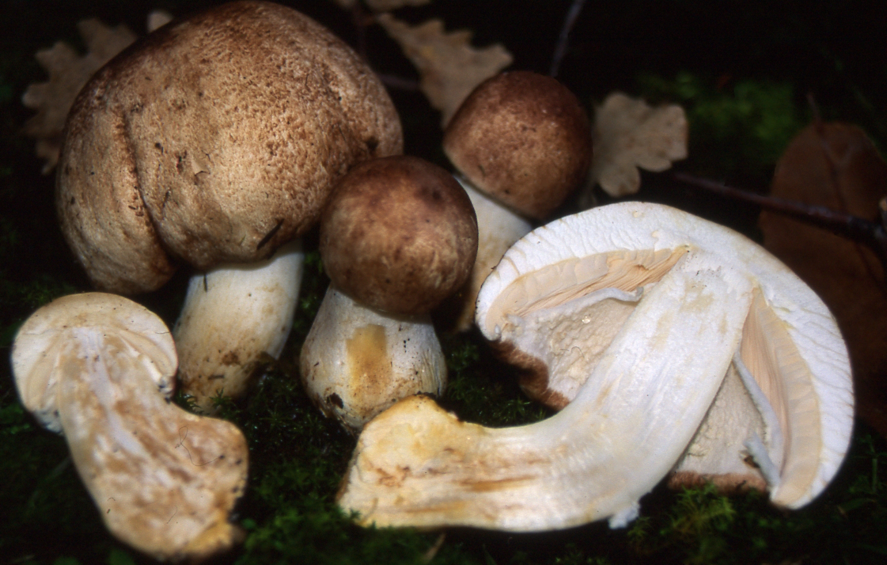 Agaricus phaeolepidotus (Moell.) Moell.