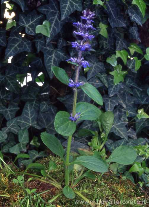 Ajuga reptans
