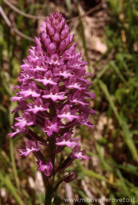 Anacamptis pyramidalis