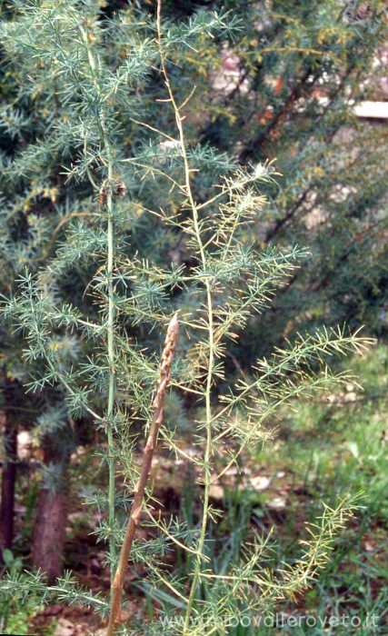 Asparagus officinalis