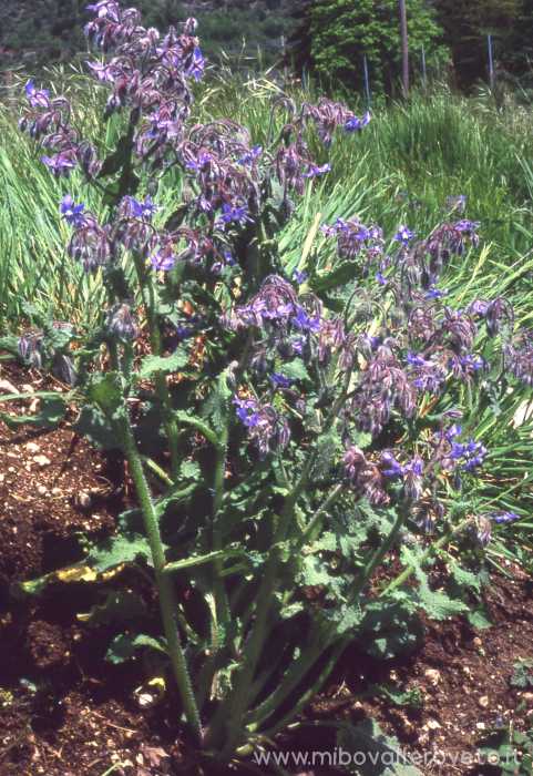 Borago officinalis
