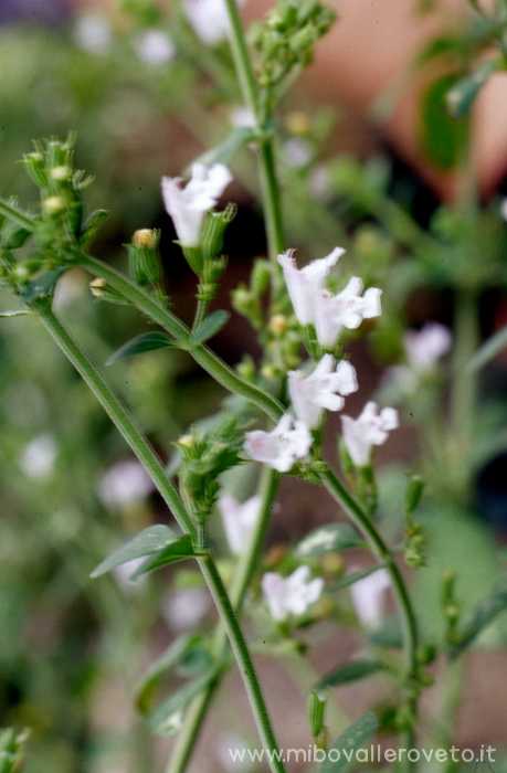 Calamintha nepeta