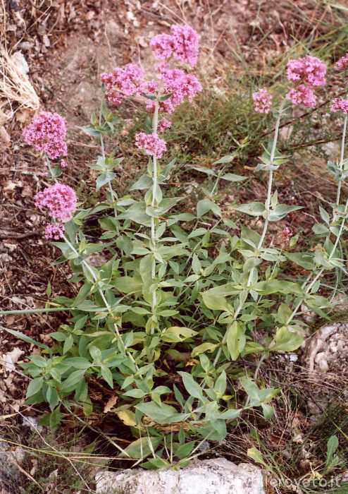 Centranthus ruber