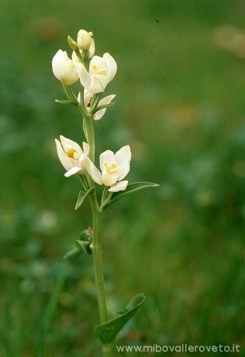 Cephalanthera damasonium