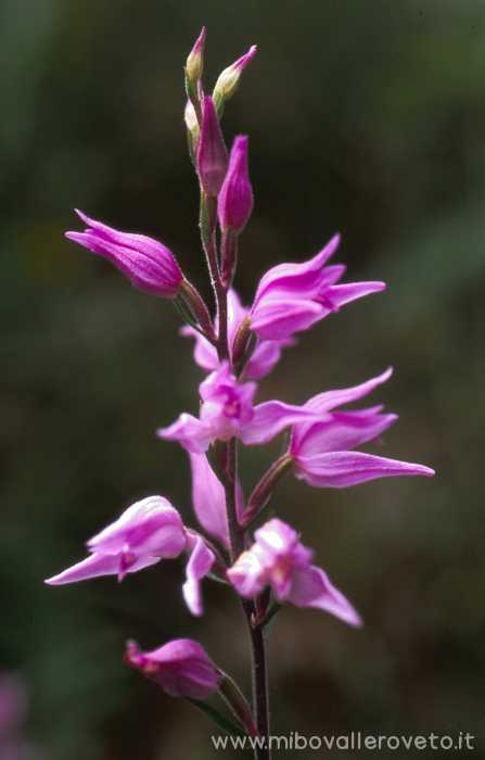Cephalanthera rubra
