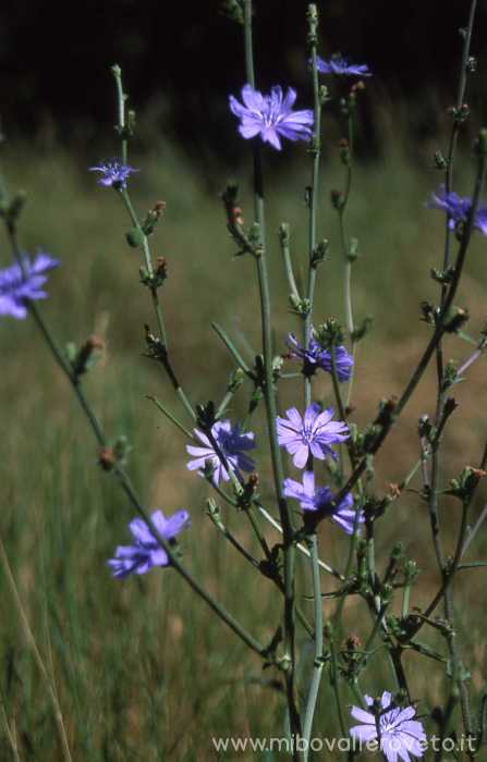 Cichorium inthybus