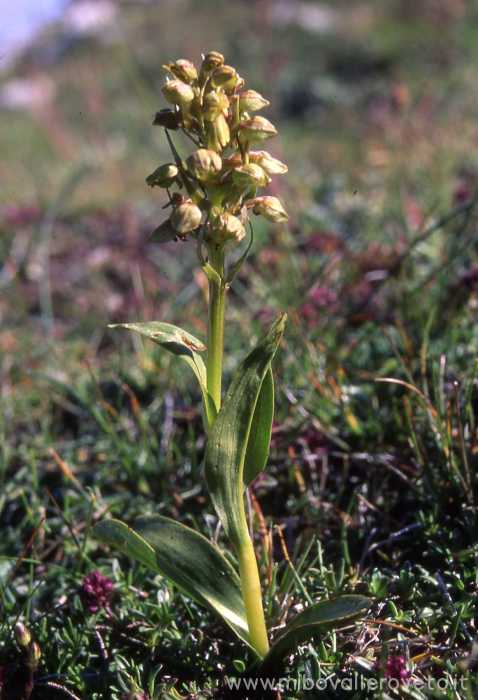 Coeloglossum viride