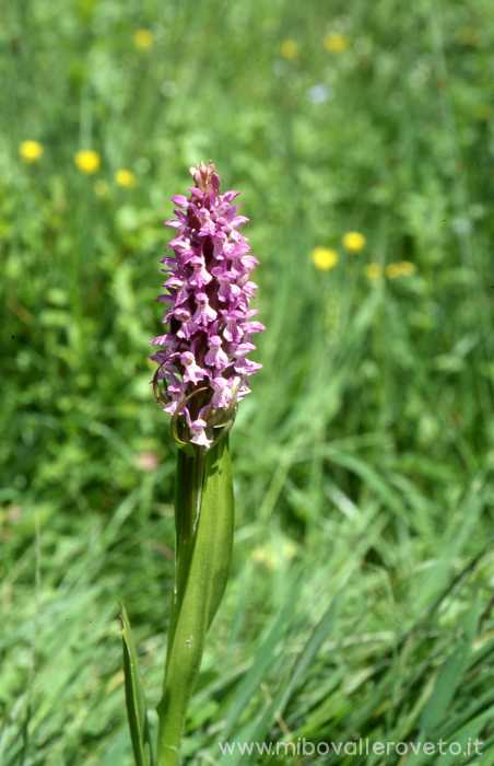 Dactylorhiza incarnata