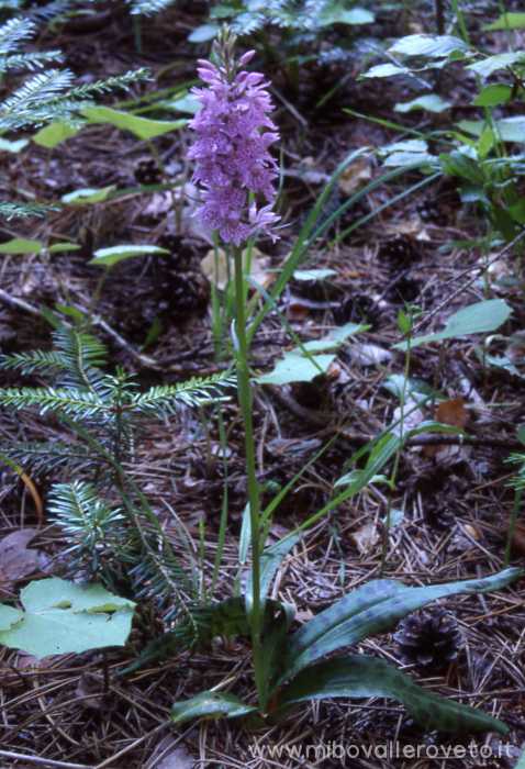 Dactylorhiza maculata
