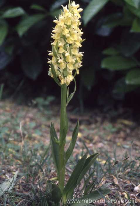Dactylorhiza sambucina