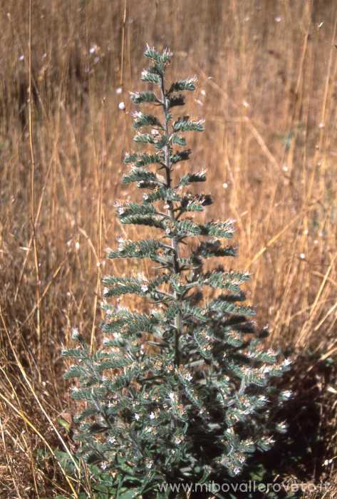 Echinum vulgare