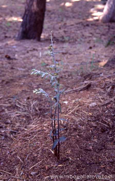 Epipactis microphilla