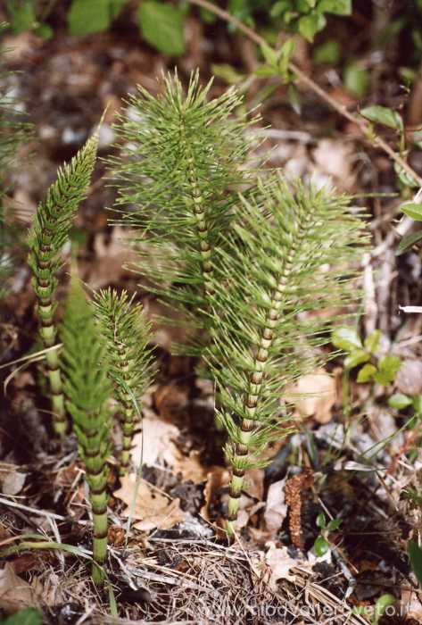 Equisetum telemateja