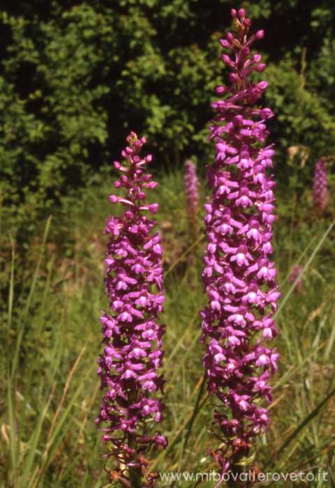 Gymnadenia conopsea