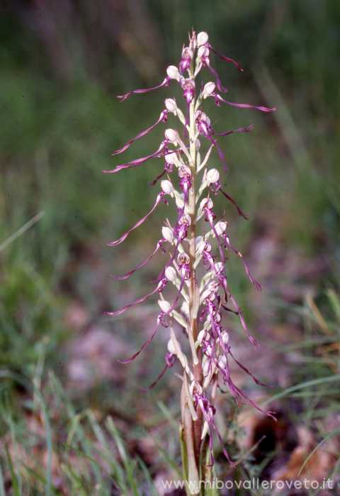 Himantoglossum adriaticum