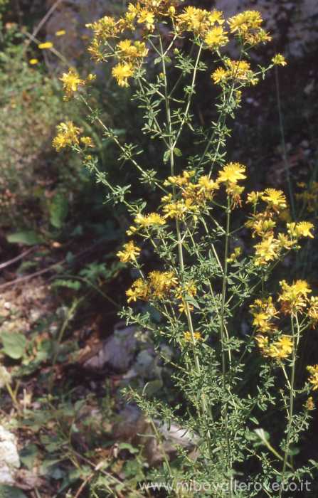 Hypericum perforatum