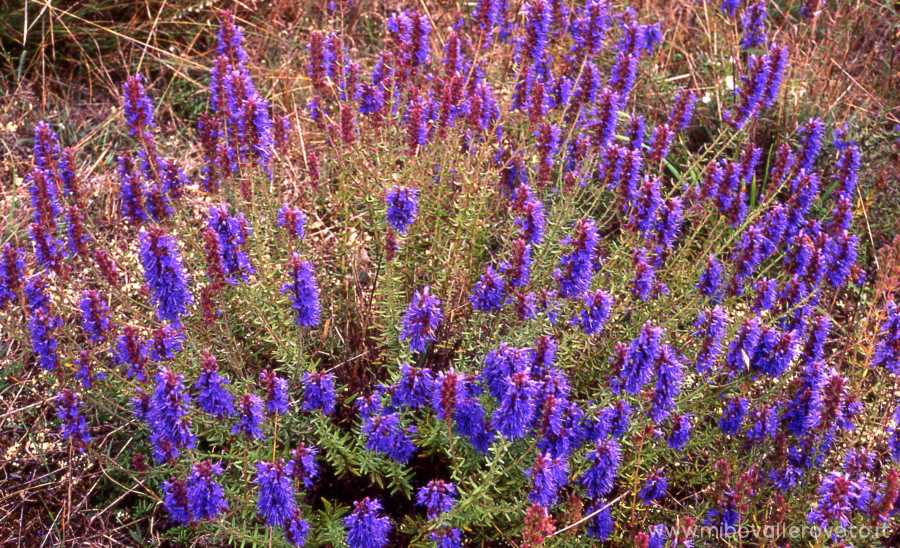 Hyssopus officinalis