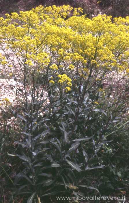 Isatis tinctoria