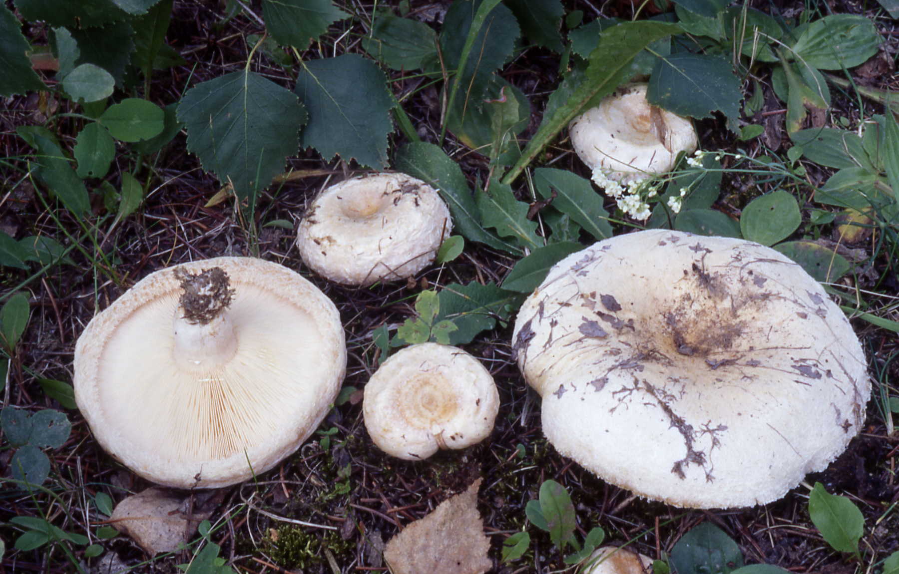 Lactarius pubescens (blumii)