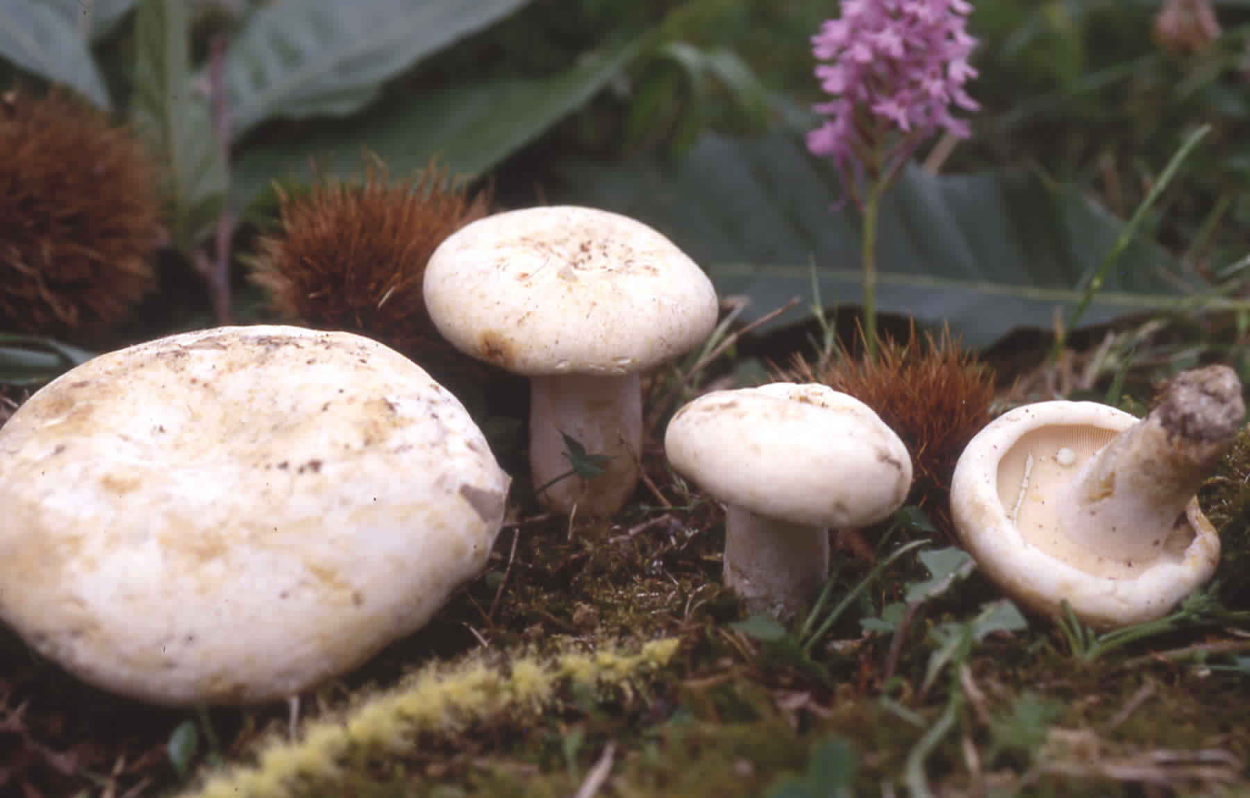 Lactarius piperatus (L. ex Fr.) Gray
