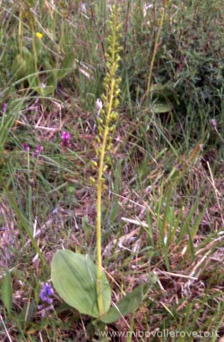 Listera ovata