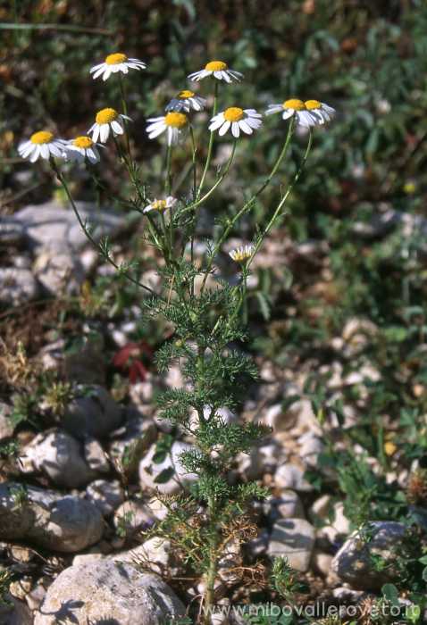 Matricaria chamomilla