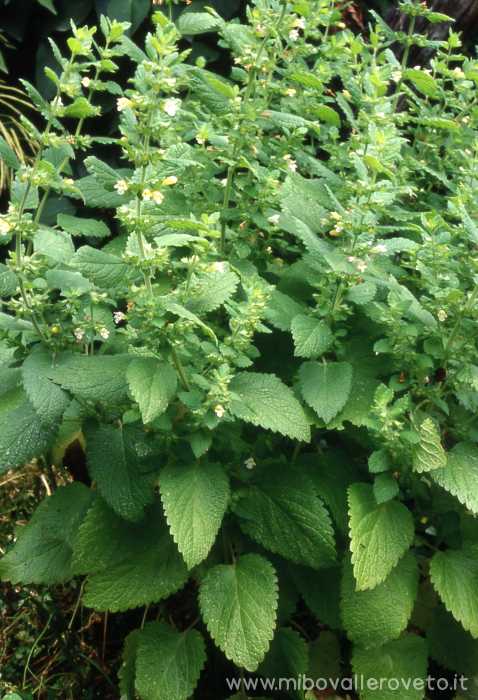 Melissa officinalis