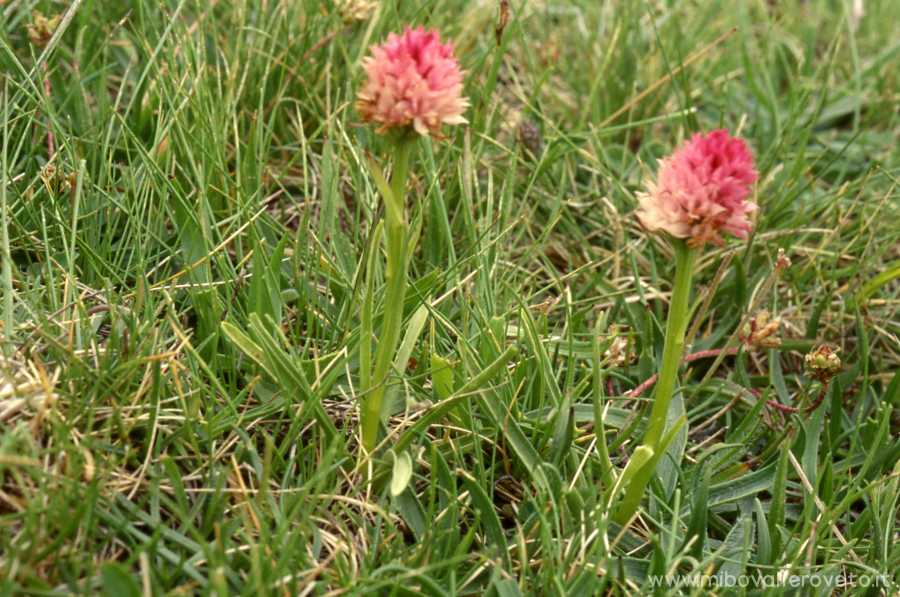 Nigritella widderi