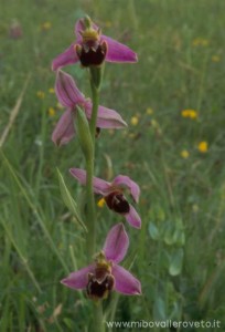 Ophrys apifera