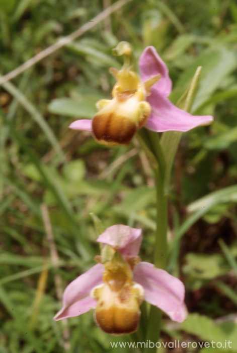 Ophrys apifera var.bicolor