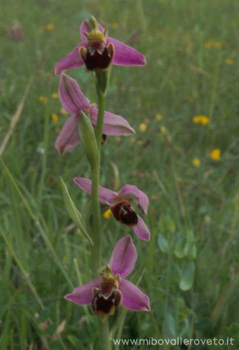 Ophrys apifera