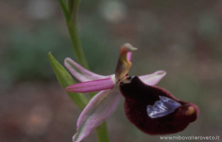 Ophrys bertoloni