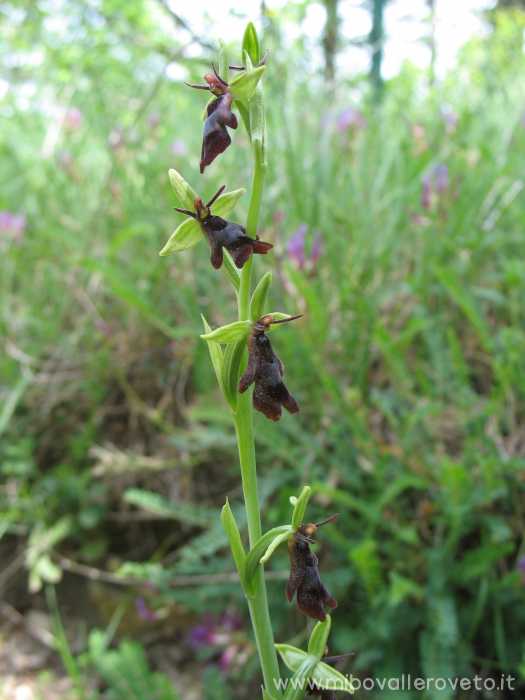 Ophrys insectifera