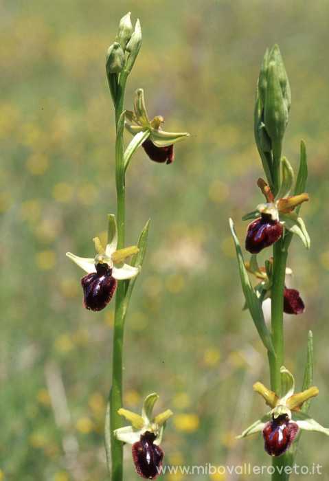 Ophrys sphegodes