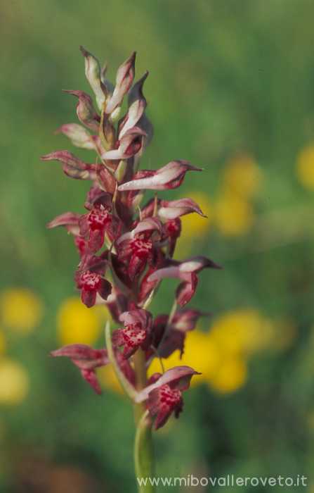 Orchis coriophora var. fragrans