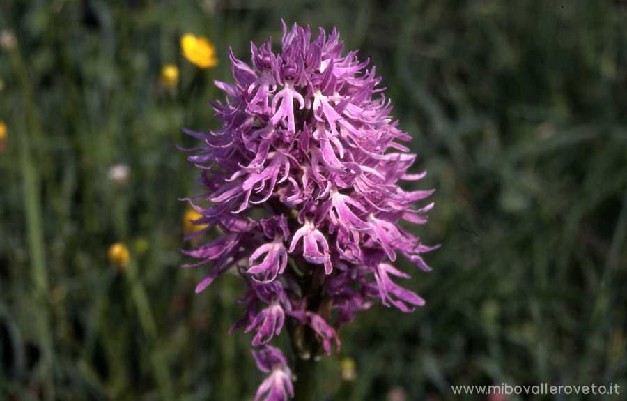 Orchis italica
