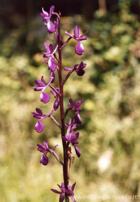 Orchis laxiflora