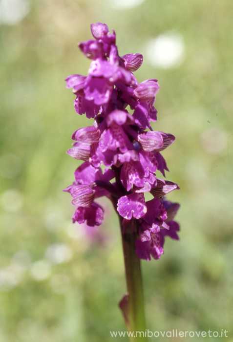 Orchis morio L.