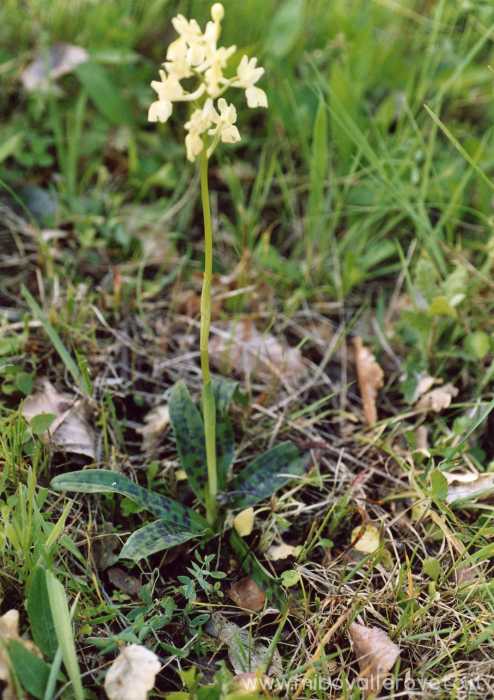 Orchis provincialis