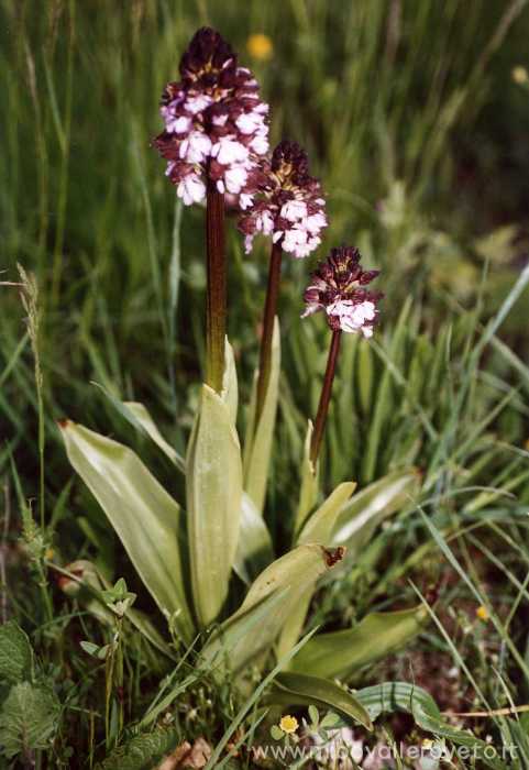 Orchis purpurea