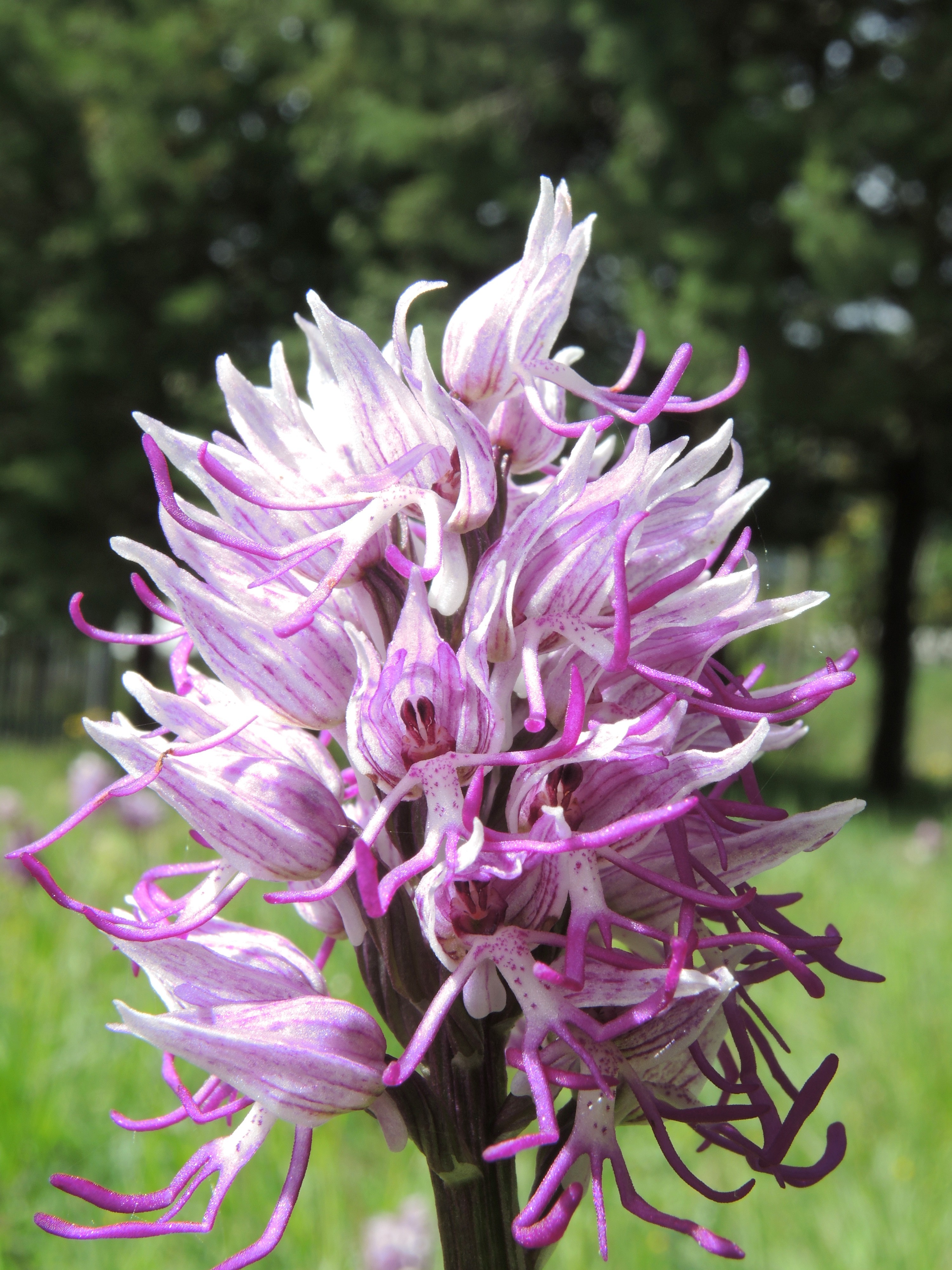 Orchis simia