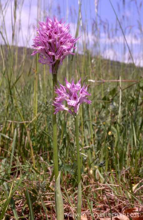 Orchis tridentata