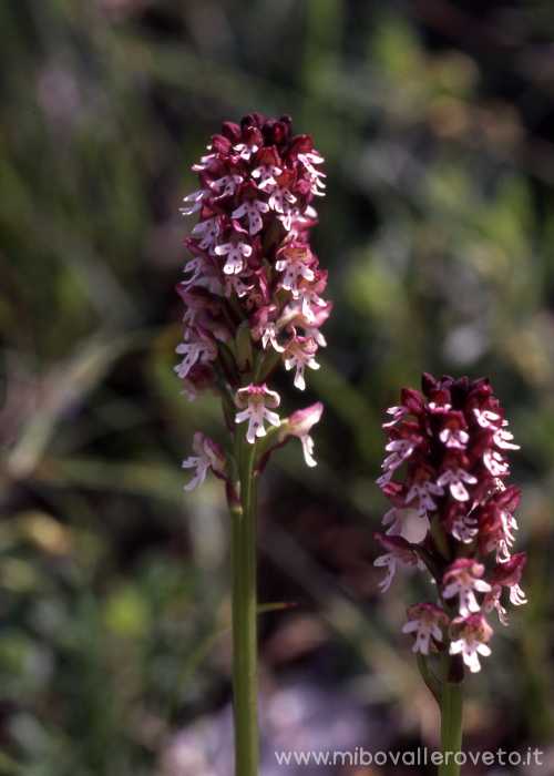 Orchis ustulata