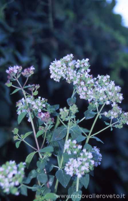 Origano vulgare