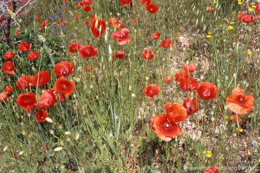 Papaver rhoeas (Papavero)