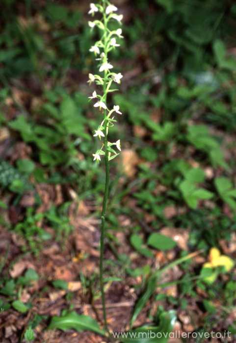 Platanthera bifolia